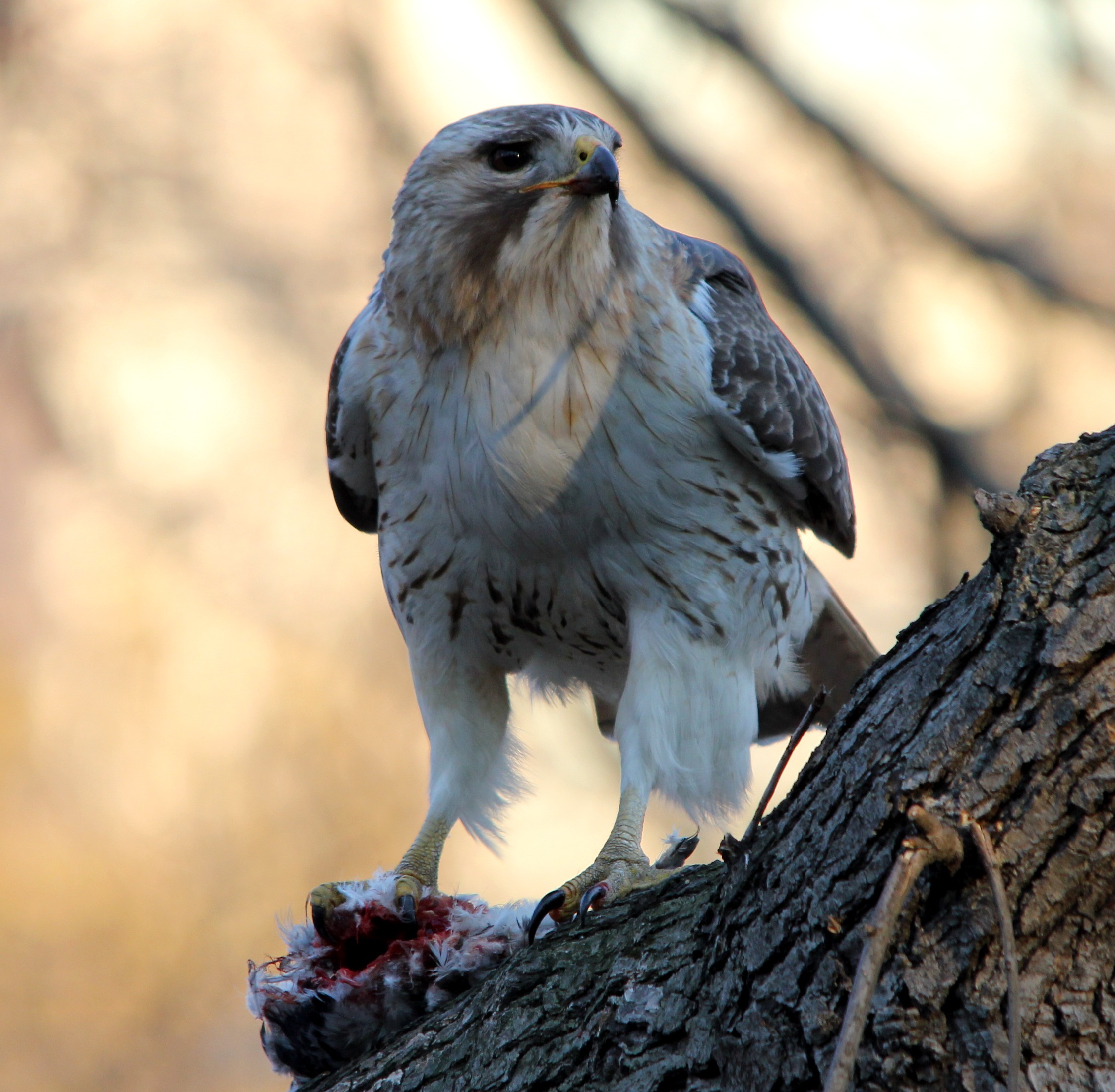 Una poiana codarossa di nome Pale Male appollaiata su un ramo a Central Park, New York